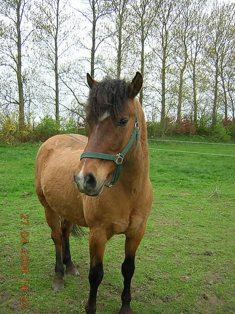 Anden særlig race Puff billede 2