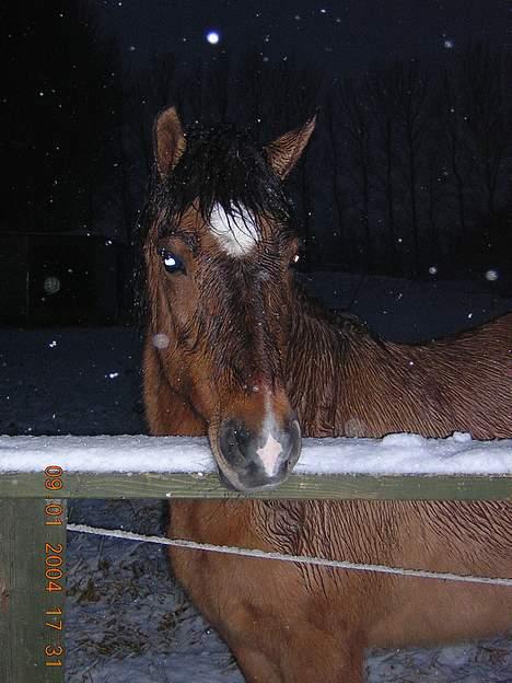 Anden særlig race Puff billede 3