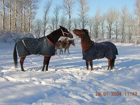 Anden særlig race Puff billede 4