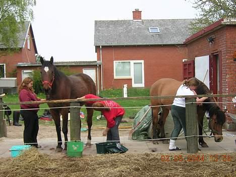 Anden særlig race Puff billede 5