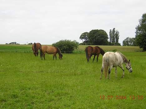 Anden særlig race Puff billede 6