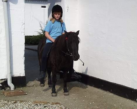 Shetlænder Petter - min søs på petter... han er jo sort så man kan alså ikk så godt se ham.... billede 3