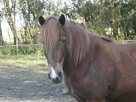 Islænder Neisti fra Essendrup død - "Hey..." billede 2