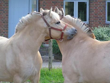 Fjordhest Mai Træholt - Findes der noget så skøønt, som en omgang muling.. billede 7