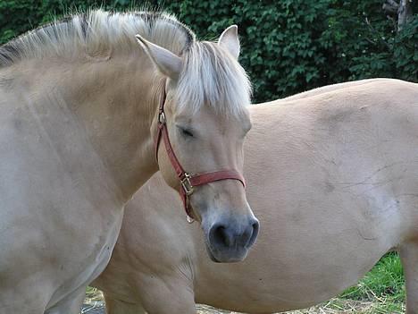 Fjordhest Mai Træholt - Hva skal man så finde på?? billede 8