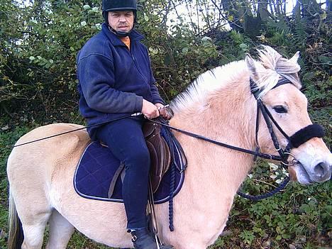 Fjordhest Mai Træholt - Mai og far. billede 9