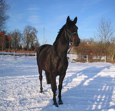 Trakehner Essens R.I.P min smukke.. - Smuksakken i vintervejret marts 2005 billede 6