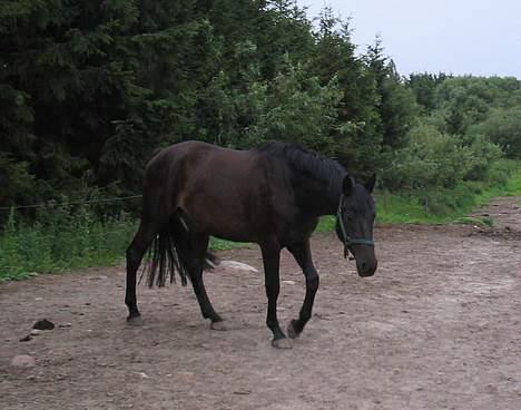 Trakehner Essens R.I.P min smukke.. - Her ses Essens på folden. På billedet har han været hos mig i en uges tid. billede 8