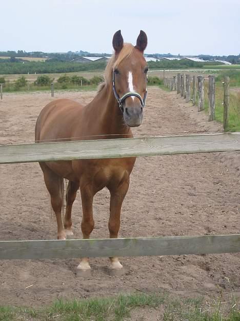 Welsh Pony (sec B) Martinique billede 1