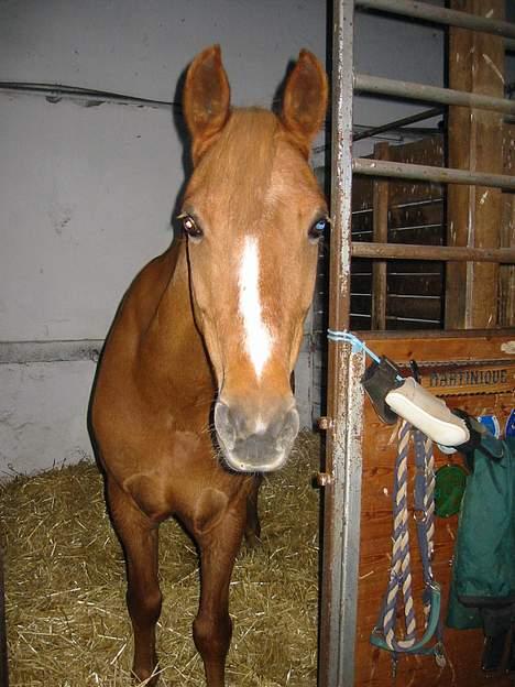 Welsh Pony (sec B) Martinique billede 2