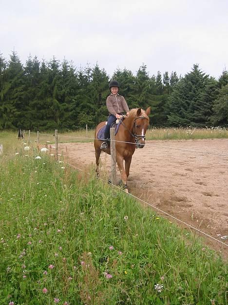 Welsh Pony (sec B) Martinique billede 5