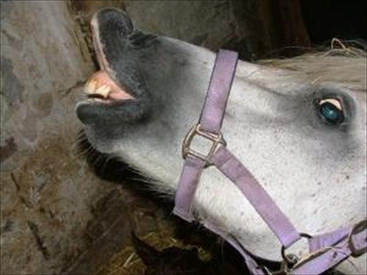 Welsh Pony (sec B) sec. C Valhallas Bardot - Bardot på folden ´98 billede 1