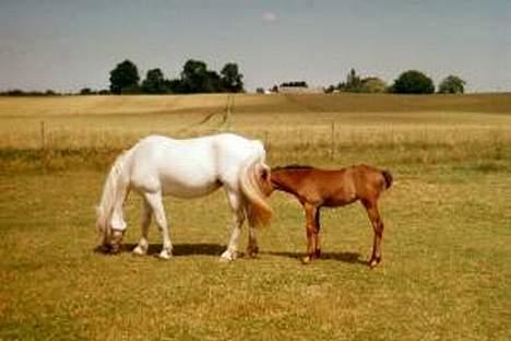 Welsh Pony (sec B) sec. C Valhallas Bardot - Bardot og A´kato ´04 billede 3