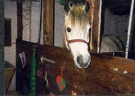 Welsh Pony (sec B) sec. C Valhallas Bardot - Bardot i stalden vinter ´03 billede 5