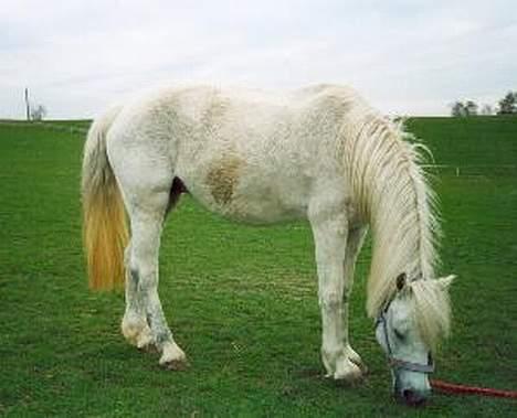 Welsh Pony (sec B) sec. C Valhallas Bardot - Bardot på folden forår´04 billede 7