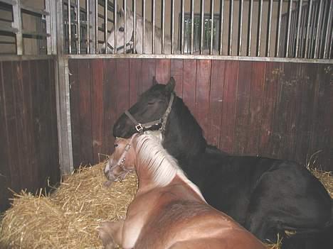 Frieser Loke af Friesergaarden - Loke og Waldemar deler alt (1½ år) billede 8