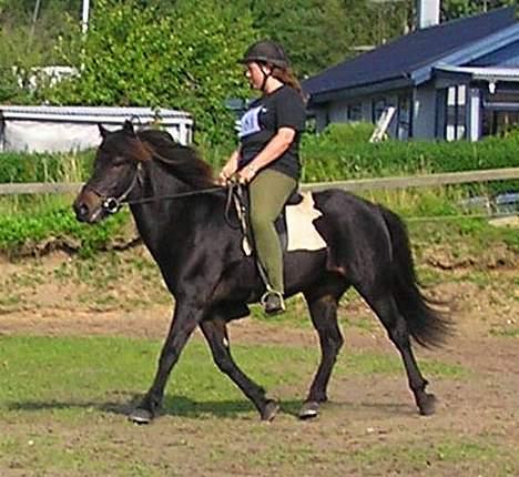 Islænder Toppur fra Fortvadbjerg - Tja, hesten har evnerne for dressur - men rytteren.................. billede 7