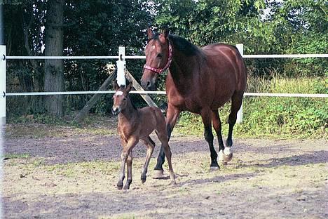 Fuldblod (XX) Savannah*solgt* billede 1