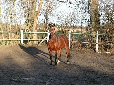 Fuldblod (XX) Savannah*solgt* billede 2