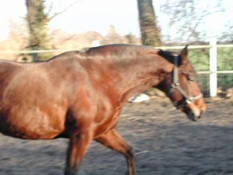 Fuldblod (XX) Savannah*solgt* billede 3