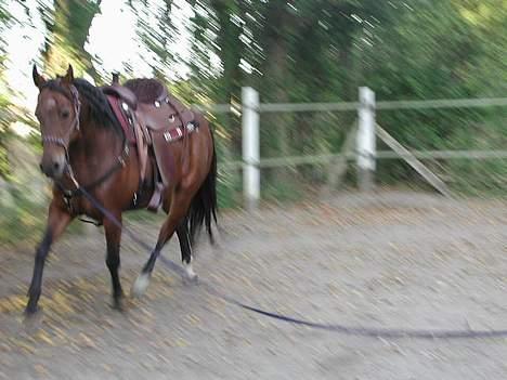 Fuldblod (XX) Savannah*solgt* billede 4