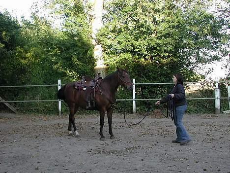 Fuldblod (XX) Savannah*solgt* billede 5