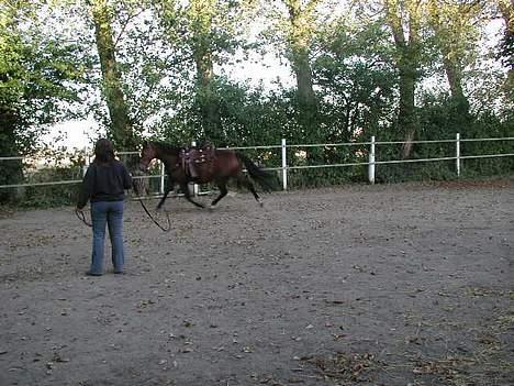 Fuldblod (XX) Savannah*solgt* billede 6