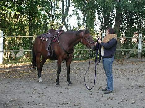 Fuldblod (XX) Savannah*solgt* billede 7