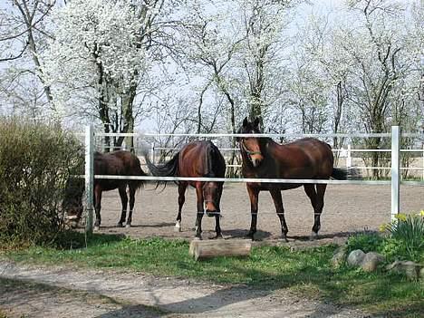 Fuldblod (XX) Savannah*solgt* billede 8