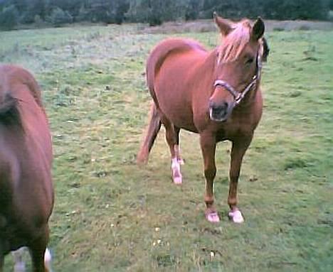 Anden særlig race Cherie - jeg er lidt fed, elsker mad, det kan man vidst godt se.... billede 5