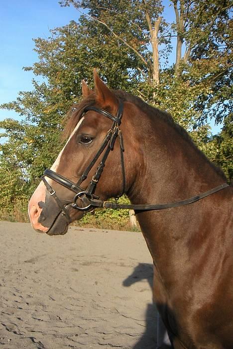 Welsh Cob (sec D) Cæsar (T`s Twillight) - Min smukke smukke hest - sep 2004 billede 1