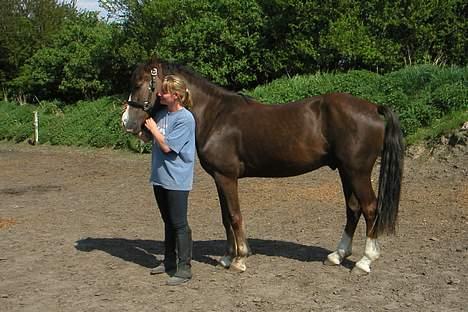 Welsh Cob (sec D) Cæsar (T`s Twillight) - I selskab med Lola - Maj 2004 billede 3