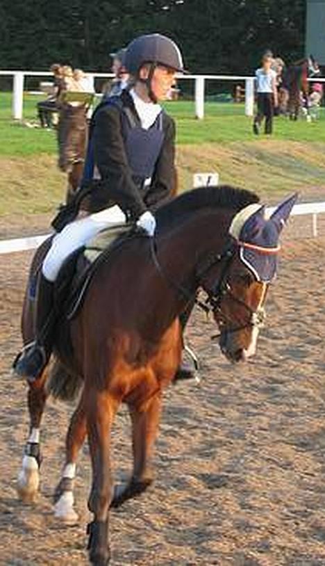 Dansk Varmblod Senta - Mig og min skønne pony, Senta til sjællands mesterskaberne:o) billede 1