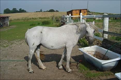 Welsh Pony (sec B) sec. C Valhallas Bardot billede 8