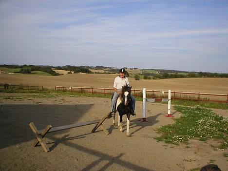 Islænder Tjaldur fra Gudenådalen - Morfar lader sig også lokke .Det er da en rigtig familiehest,ikke !! billede 6
