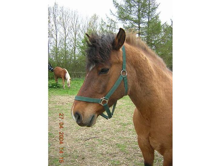 {{currentPhoto.altText}} billede {{currentPhoto.number}}