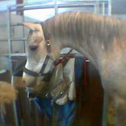 Arabisk fuldblod (OX) Bandidos