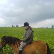 Gotlandsruss Nittany