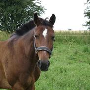 Anden særlig race Chagall [solgt]