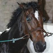 Anden særlig race Chagall [solgt]