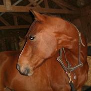 Dansk Varmblod Adonis