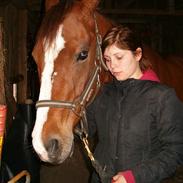 Dansk Varmblod Adonis