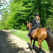 Dansk Varmblod Adonis