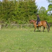 Dansk Varmblod Adonis