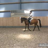 Hollandsk Sportspony Wieb V.D.H *Solgt*