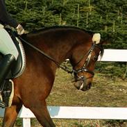 Hollandsk Sportspony Wieb V.D.H *Solgt*