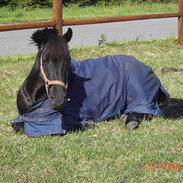 Anden særlig race Arkibal ;D<3 