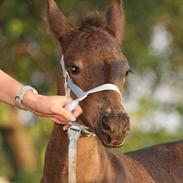 Anden særlig race Merzedes *SOLGT*