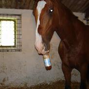 Dansk Varmblod Don Select