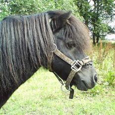 Shetlænder Madsen SOLGT